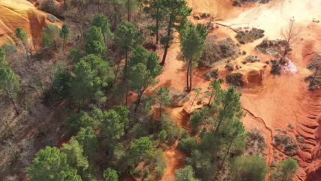 Pine-trees-aerial-view-red-soil-ochre-France-colorado-provencal-Rustrel